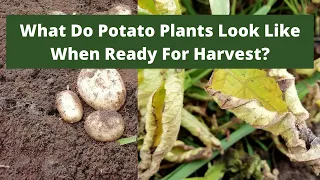 What do potato plants look like when ready for harvest?