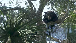 Cheyenne the Florida Black Bear Climbs a Tree