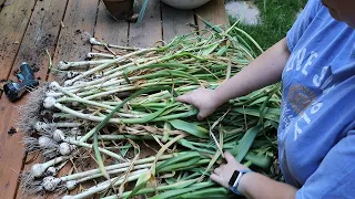 Part 1: Harvesting homegrown garlic (Psst...it's soon time to harvest your garlic)