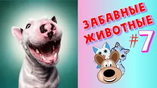 Я РЖАЛ ЦЕЛЫЙ ЧАС /СМЕШНЫЕ ЖИВОТНЫЕ/ТЕСТ НА ПСИХИКУ/ ПОПРОБУЙ НЕ ЗАСМЕЯТЬСЯ/ЛУЧШИЕ ПРИКОЛЫ#7