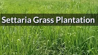 Settaria GRASS farming Technique|| Settaria Grass|| 2021