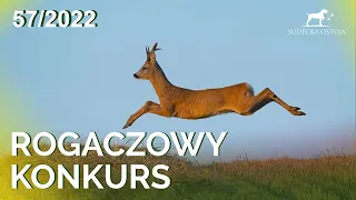 SUDECKA OSTOJA 57/2022 Polowanie na dziki. Konkurs. Wabienie rogaczy. Wildboars hunting