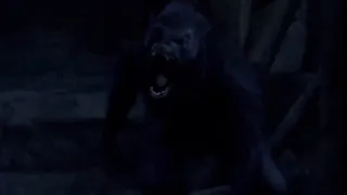 Werewolf Attack in the Woods
