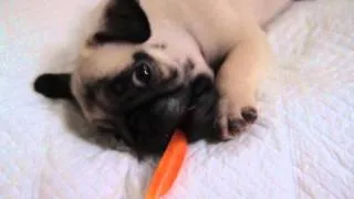 Patrick the Pug S1E1