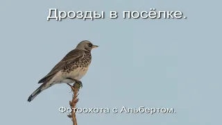 Фотоохота с Альбертом. Дрозды в посёлке.