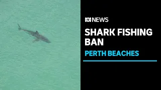 Shark fishing to be banned from all Perth beaches | ABC News