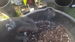 potting mix for palms