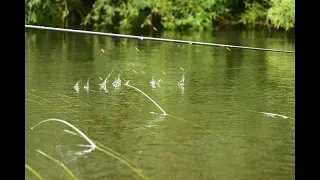 Shallow maggot At OakTree Fishery