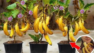 Surprised With How To Grow Eggplant With Banana , Growing Eggplant At Home | Bear's Garden