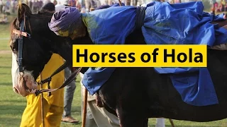 Horses of Hola