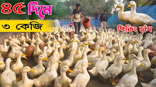 মাত্র ৪৫ দিনে ৩ কেজি | মাংসের জন্য পিকিং হাঁস সেরা | Duck farming | Khamar Bangla 24.