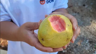 Can you grow tropical fruit Guava in cold zone?  YES!!!