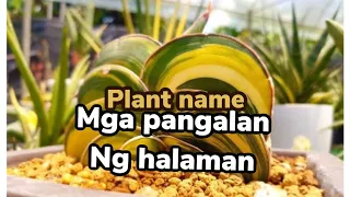 Mga pangalan ng halaman  || Name of different plants || Holand name