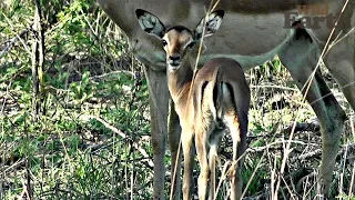 WildEarth - Sunrise Safari - December 3, 2019