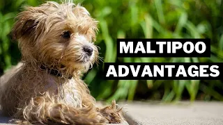 10 BEST ADVANTAGES of Having a MALTIPOO THAT YOU NOT KNOW