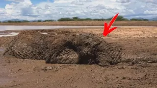 El pastor escucha un sonido de queja y se horroriza al descubrir lo que estaba debajo de la extraña!