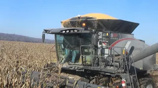 CAB CORN! Last day in the Gleaner