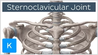 Sternoclavicular Joint - Location & Movements - Human Anatomy | Kenhub