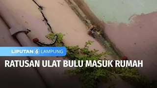 Ratusan Ulat Bulu Masuk Rumah | Liputan 6 Lampung