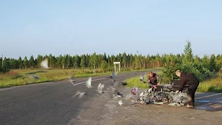 Выпуск спортивных голубей 04.06.2016 Беларусь