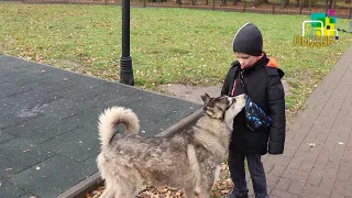 Каждый лохматый имеет право на крышу над головой