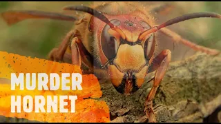 MURDER HORNET - Explained! Is It The Most Painful Sting Ever? Everything you need to know.