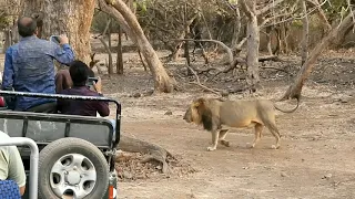 The Lion King |Gir National Park |Sasangir |Gujarat #SasanGir #JungleTrailSafari #GujaratLions #Lion