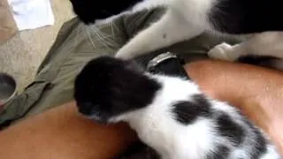 Momma cat steals her kitten back