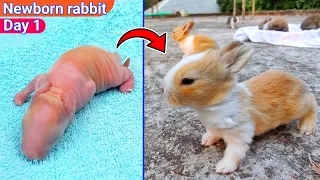 Rabbit 1 To 14 Days Old | Cute Baby rabbit growing up day by day