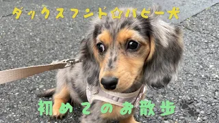 ダックスフンド☆ロアパピー犬  初めてのお散歩🐾　ドキドキの一歩🐾