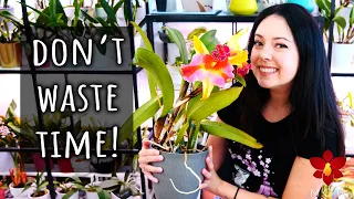 These things will NOT make your Orchids flower! - Orchid Care for Beginners
