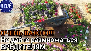 САМАЯ ДЕШЁВАЯ, ЛЁГКАЯ и СВОЕВРЕМЕННАЯ ДЕЗИНФЕКЦИЯ ТЕПЛИЦЫ. ЭТО НУЖНО СДЕЛАТЬ ЛЕТОМ. НЕ УПУСТИТЕ ⏳☢️