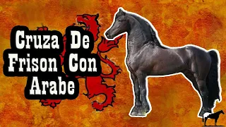 El Arabo-Frison 🐴-Del Cerro Soy