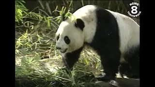 Pandas Bai Yun and Shi Shi go on display at the San Diego Zoo in 1996