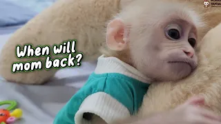 Baby Monkey SUGAR Really Sad Missing Mom but Obedient Eating by Herself