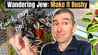 WANDERING JEW: TRAILING OR BUSHY? (Quick tip!) PART 1 of 3