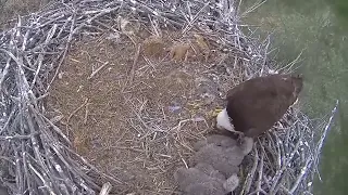 Xcel Energy Fort Saint Vrain Eagle Cam 03.05.2024