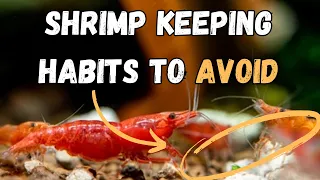 Bad Shrimp Keeping: 4 Habits You Should Quit Today