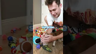 1 subscriber = dog toy