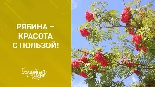 Рябина красная - это вкусно и полезно. Сорт сладкой рябины для заготовок.