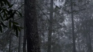 dark forest rain