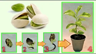 pistachio, give birth to a seedling at no cost