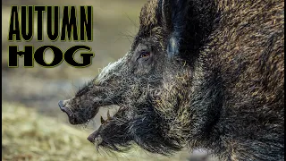 Best wild boar driven hunt - the real autumn hog hunt in Bulgaria - wild boar driven hunting part 1