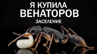 КУПИЛА ВЕНАТОРОВ – ОБУСТРАИВАЕМ ФОРМИКАРИЙ И ЗАСЕЛЯЕМ МУРАВЬЕВ – Harpegnathos Venator