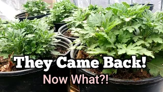 Chrysanthemum Plant Care After Winter + Propagation-Getting Them Back To Bloom