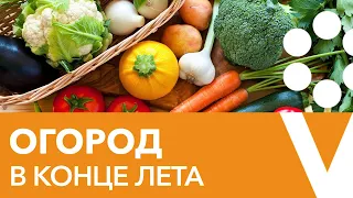 ОТВЕТЫ НА ВСЕ ВОПРОСЫ ОБ ОСОБЕННОСТЯХ ВЫРАЩИВАНИЯ ОВОЩЕЙ, БОБОВЫХ И ЗЕЛЕНИ В КОНЦЕ ЛЕТА