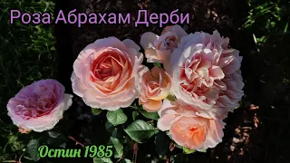 Роза Абрахам Дерби (Abraham Darby)  Супер роза Девида Остина👍😍