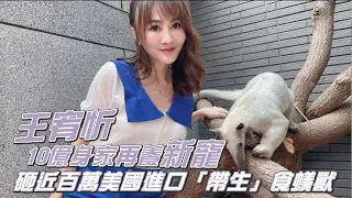 獨家開箱｜女星220坪豪宅動物森友會納新寵　食蟻獸爽吃上等牛肉蜂蜜漱口 | 台灣新聞 Taiwan 蘋果新聞網