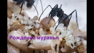 Рождение муравья жнеца messor structor из куколки