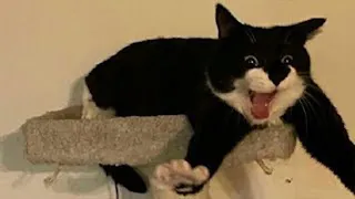 Best Funny Animal Videos 2023 - Funniest Cats And Dogs Video - Part  - 95